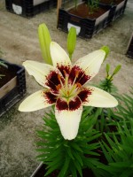 [1618 BlackSpider No01.JPG]